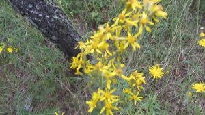 Чем отличается Золотарник канадский от обыкновенного.