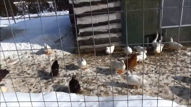 Duck Adventrure - One, Mother Nature - Zero, Ducks Can Relax Now #80 Breeding Ducks смотреть онлайн