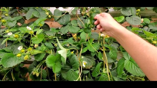 (Смотреть!) Стройка цеха и состояние клубники ! Как дела у шмелей ? смотреть онлайн