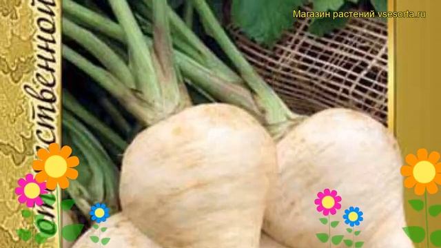 Пастернак круглый Круглый. Краткий обзор, описание характеристик, где купить семена Kruglyy смотреть онлайн