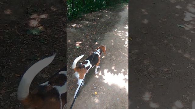 Бигль Масяня охотится. смотреть онлайн