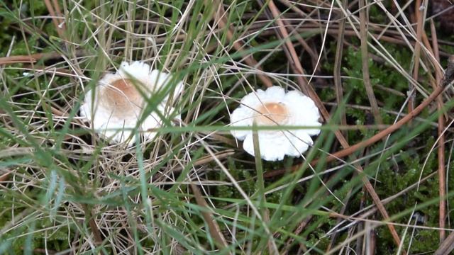 Lepiota cristata - Falsa mazza da tamburo - Stinking Dapperling 4k смотреть онлайн