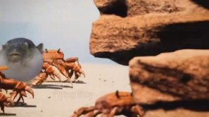 Смешной мем про Рыбу Фугу