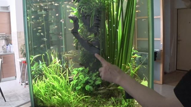 Травник четыре месяца без подмен. Обслуживание аквариума смотреть онлайн