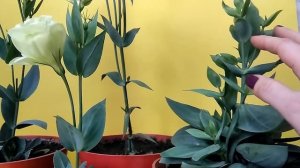 ЭУСТОМА на ПОДОКОННИКЕ с осени до весны /// Главное: НЕ ПЕРЕМУДРИТЬ!