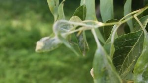 МУЧНИСТАЯ РОСА ЯБЛОНИ. Как бороться?