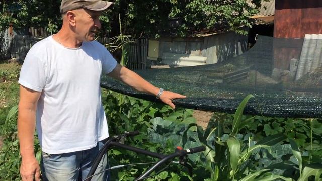 Дисковая окучка арахиса мотоблоком ДТЗ 470Б смотреть онлайн