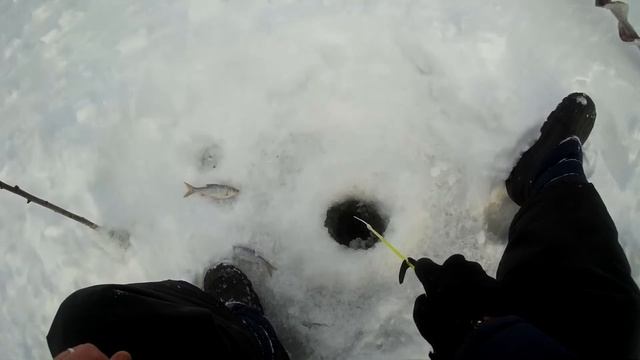 Трофейный окунь,Зимняя рыбалка,рыбалка со льда в средней полосе россии окунь платва смотреть онлайн