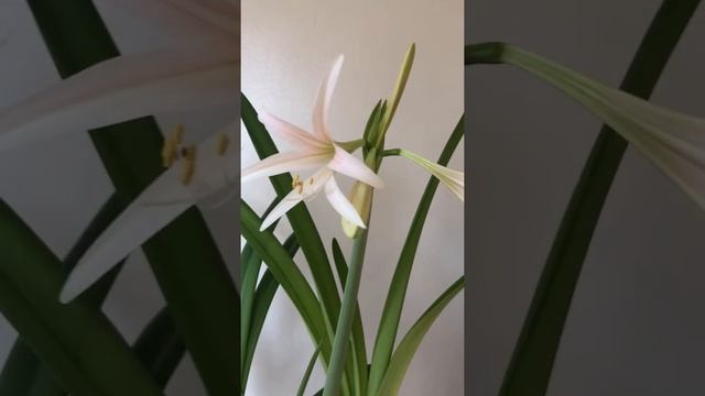 Hippeastrum Torrone ( amaryllis , lirios, Azucena ) смотреть онлайн