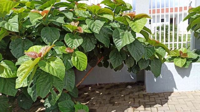 Растительный мир Бразилии. 13 часть. Каулифлория. Жаботикаба. Фикус ушковидный. Джекфрут. смотреть онлайн