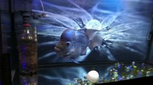 Fish love flower horn tay silk