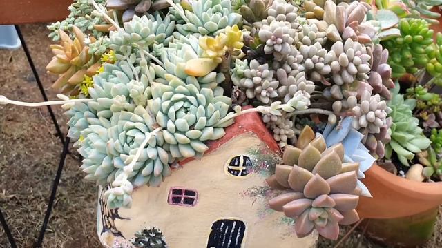 15 SUCULENTAS DE FACIL PROPAGAÇÃO COM DICAS DE CULTIVO смотреть онлайн