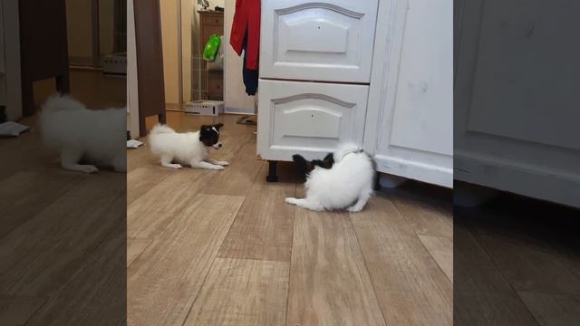 Папильены Екатеринбург смотреть онлайн