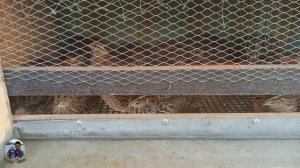 Перепела на даче. Получение яиц от перепелов разных пород.