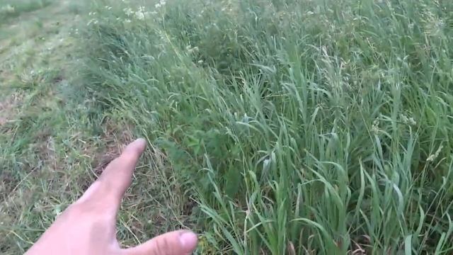 Покос высокой травы мотоблоком смотреть онлайн