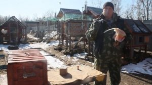 Простуда у кур, ставим правильно диагноз.
