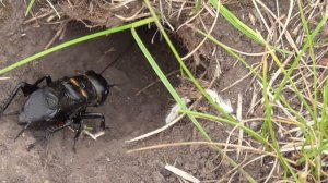 Как Выглядит Поющий Сверчок