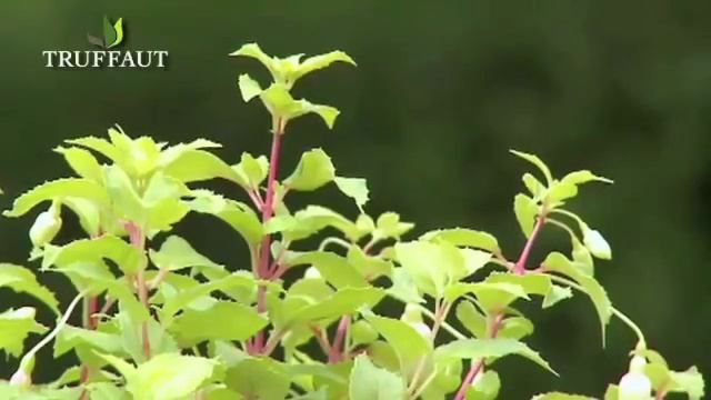 Fuchsia : plantation et entretien - Truffaut смотреть онлайн