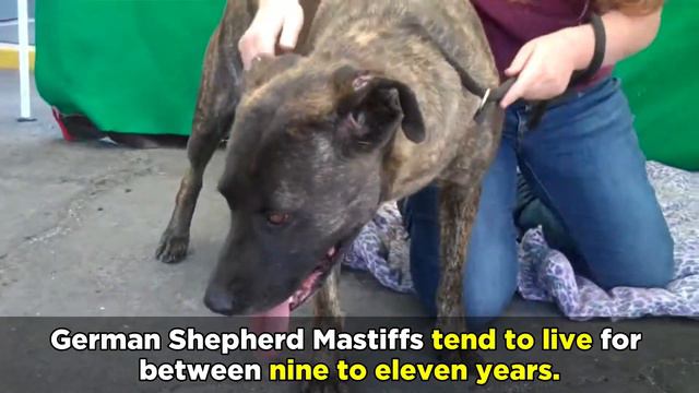 The Majestic German Shepherd Mastiff Mix смотреть онлайн