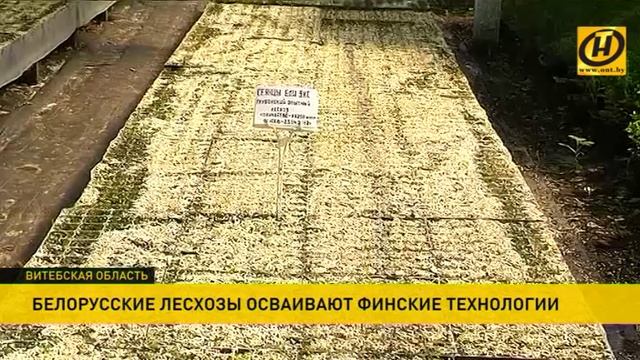 Квадрокоптеры на службе леса: специальный питомник строится под Глубоким смотреть онлайн