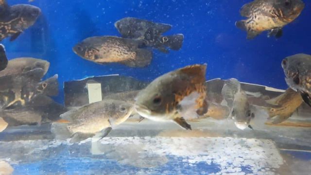 Oscar Fish Care in Hindi | Oscar Fish Tank | Oscar Fish Diseases in Hindi|Oscar Fish Guide in Hindi смотреть онлайн