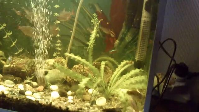 Сомики танцуют