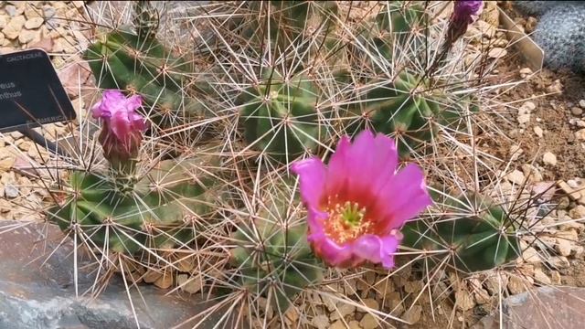 Coleção De CACTOS E SUCULENTAS - JARDIM BOTÂNICO REAL BRITÂNICO, KEW