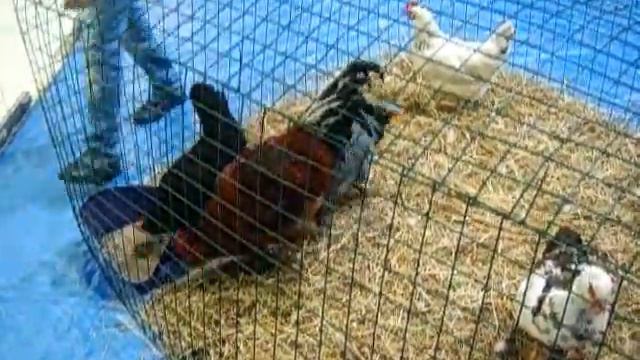 Контактный зоопарк на выезд - 8 965 380-13-11 смотреть онлайн