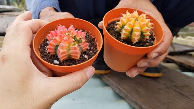 Glass Garden Special Collection - Gymnocalycium Cactus Part 1 смотреть онлайн