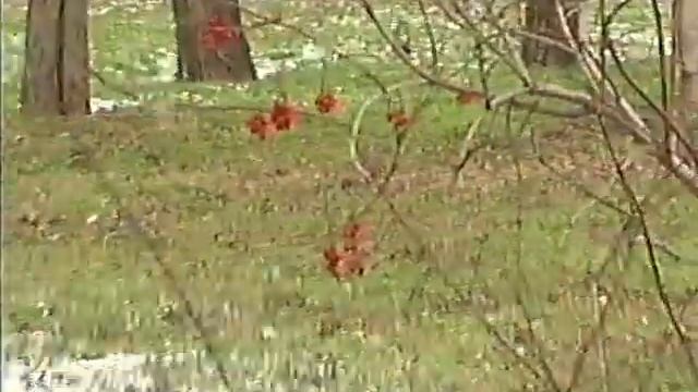 [VHS] Panasonic RX70 смотреть онлайн