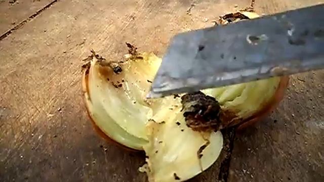 Луковая муха внутри луковицы смотреть онлайн