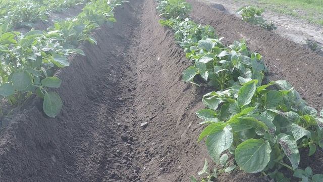 ЛопЛош / Мотокультиватор / Сравнение окучников смотреть онлайн