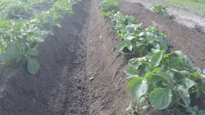 ЛопЛош / Мотокультиватор / Сравнение окучников