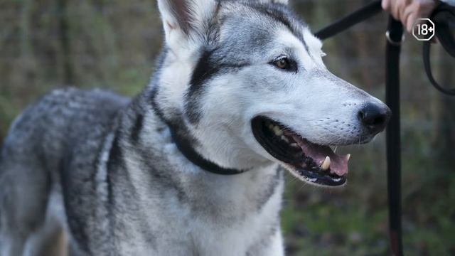 Чем отличается хаски от лайки? | Sova.live смотреть онлайн