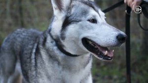 Чем отличается хаски от лайки? | Sova.live