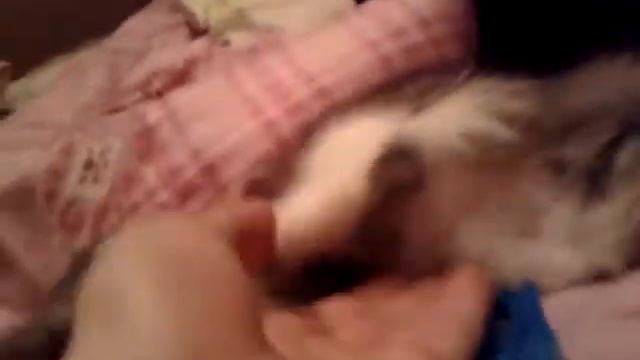 Бонька ловит рыбок в аквариуме | The cat catches the fish in the aquarium смотреть онлайн