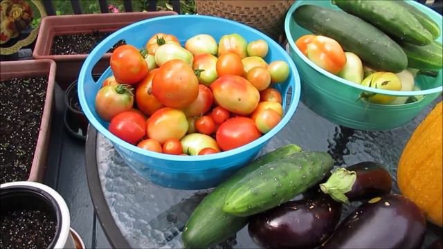 My First Pumpkin Harvest in Catherine's Garden смотреть онлайн