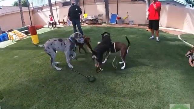 Puppy 101 Puppy playtime смотреть онлайн