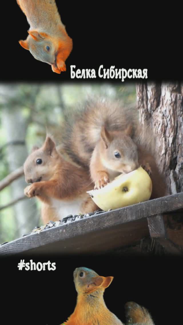 Два бельчонка рядом с яблоком