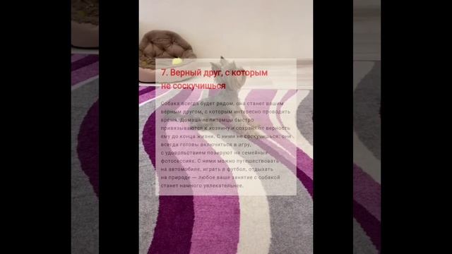 ❤️плюсы собаки или почему стоит завести собаку ?? смотреть онлайн