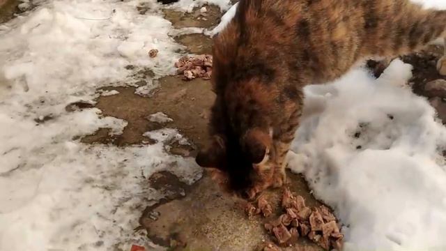 Stray Cats In A New Place Run Away, Not Knowing That I Came To Feed Them