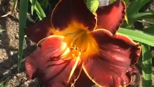 Лилейник daylily SPACECOAST DARK OBSESSION смотреть онлайн