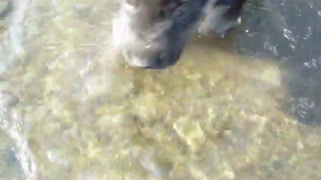 Забавный щенок овчарки German Shepherd