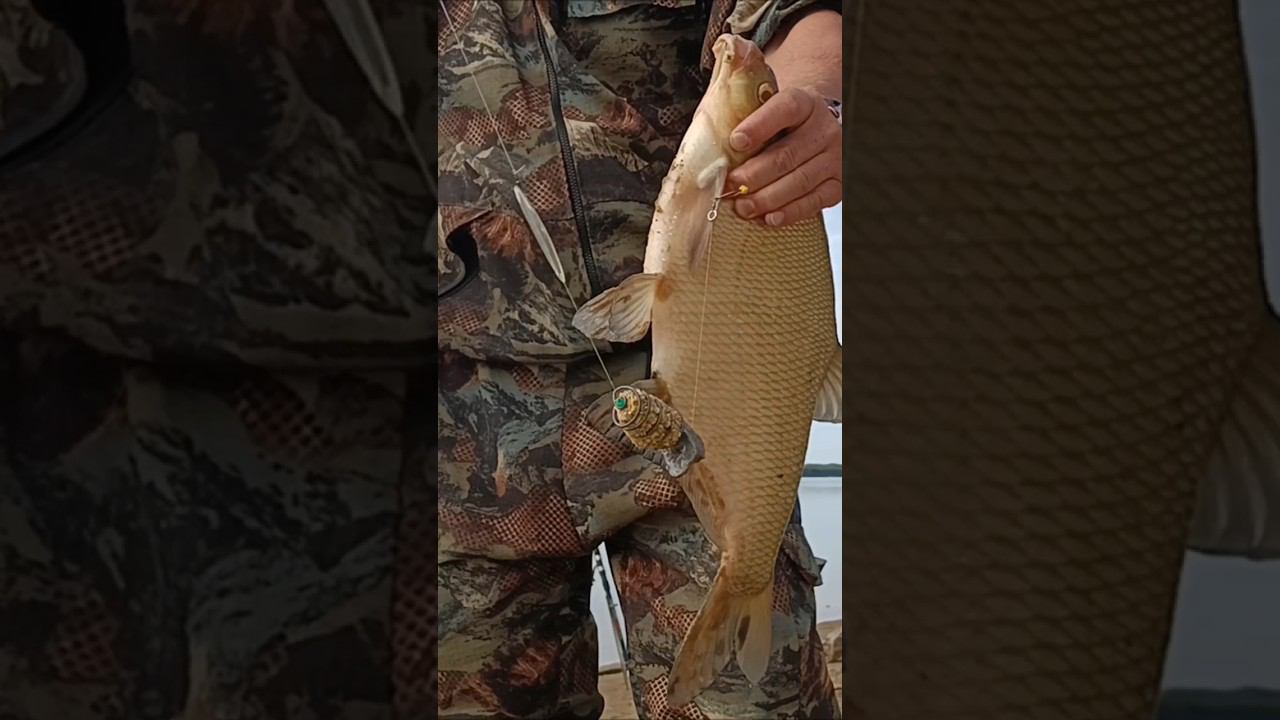 "Бронзовый" красавец на донку. смотреть онлайн