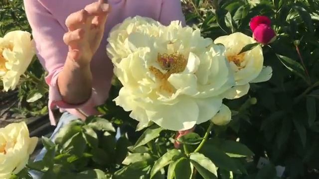 Lemon Chiffon peony. Лемон Шиффон пион. Пулков сад смотреть онлайн