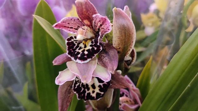 №472/ СВЕЖИЕ орхидеи и САДОВЫЕ растения в  ЛЕРУА МЕРЛЕН на Новой Адыгеи