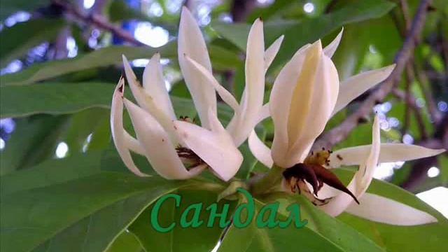 Удивительные растения-паразиты смотреть онлайн