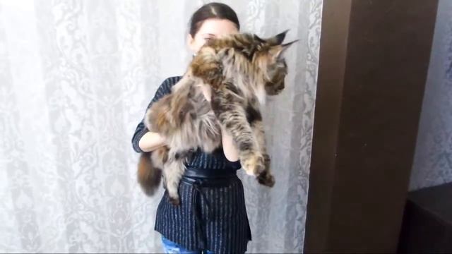 ЛИРИКУМ Усабель 8 месяцев, красавица мейн-кун черная мраморная черепаховая смотреть онлайн