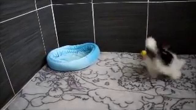 Rаduga 11 смотреть онлайн