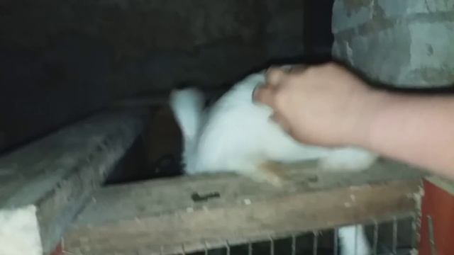 КАК ВЫВЕСТИ ЦЫПЛЯТ ПОД НАСЕДКОЙ ЗА 5 !!!! ДНЕЙ !!!!!! смотреть онлайн